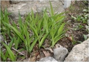 대사초(사초과)